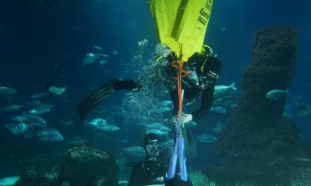 La Copa del América impulsa la restauración de la biodiversidad del Port Vell de Barcelona